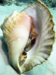 Conch, Canon Digital Rebel with 14mm Sigma Lens. Aquatica... by Sally Thomson 
